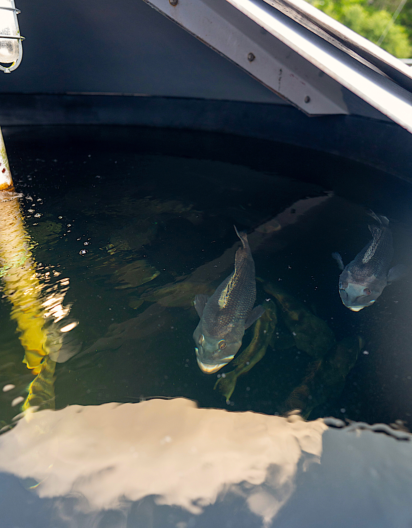 image: Black sea bass at UNCW’s Aquaculture Facility. Credit: Dan DiNicola.