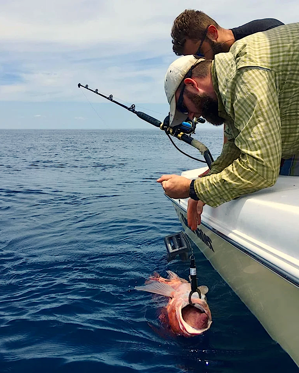 image: red snapper on a descending device.