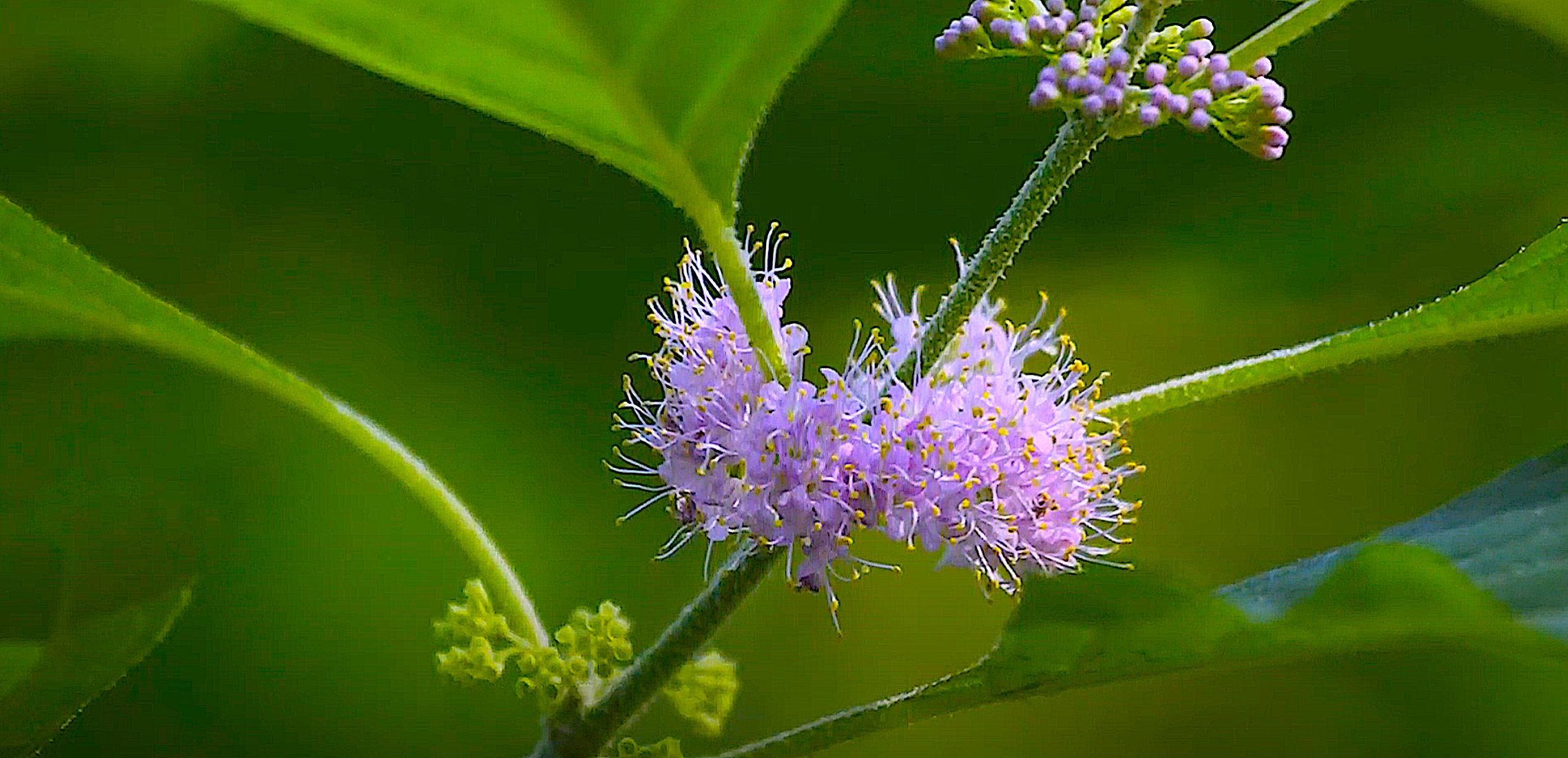 image: flowering native plant.