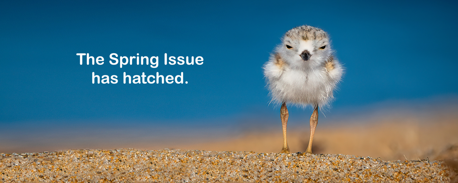image: piping plover (bird) chick on the beach.