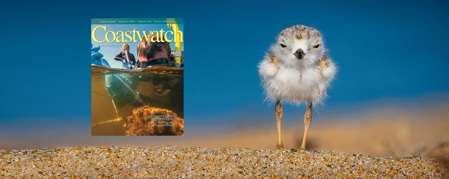 composite image: piping plover (bird) and Coastwatch cover with people investigating a shipwreck.
