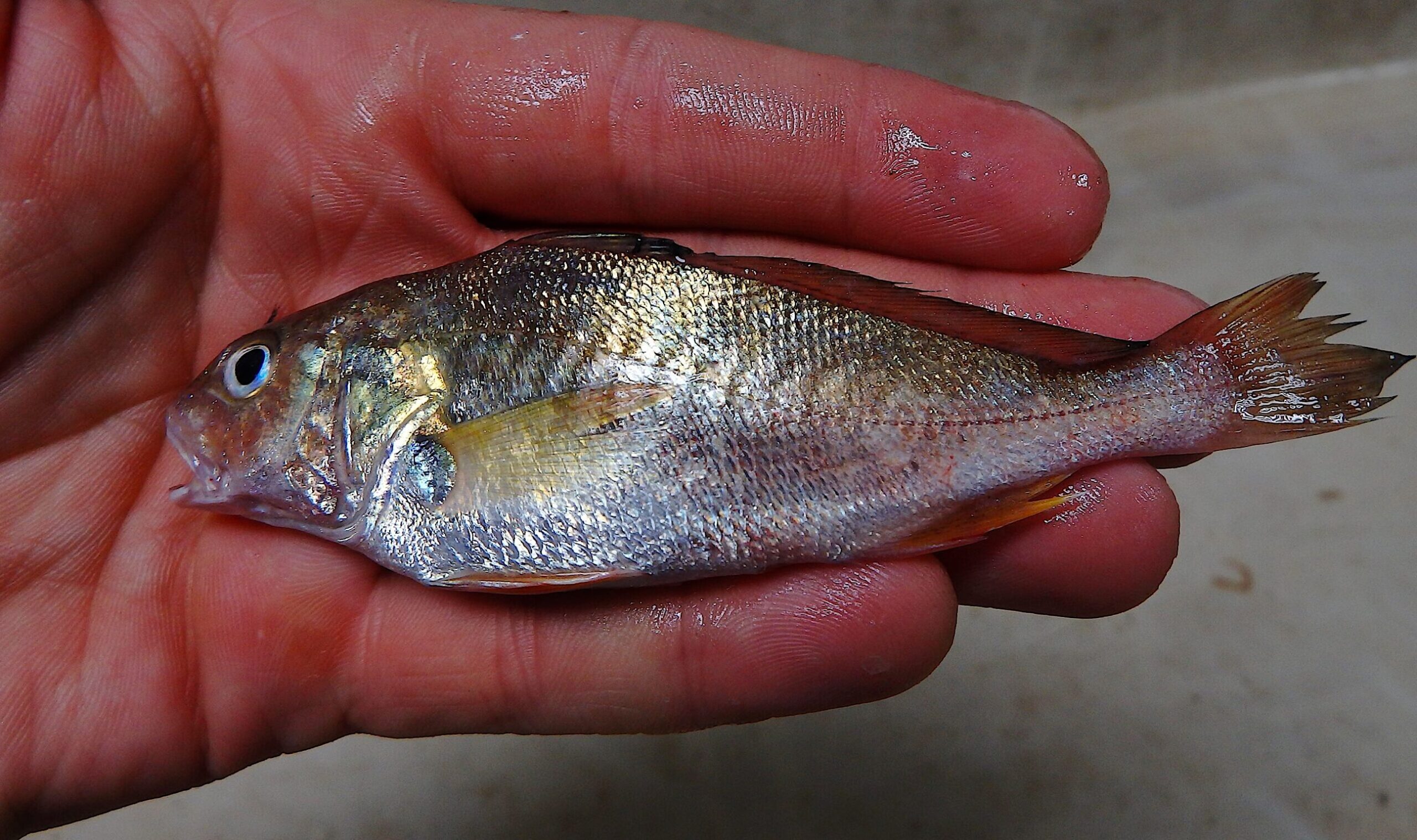 image: someone holds an Atlantic Croaker (fish) in the palm of their hand.