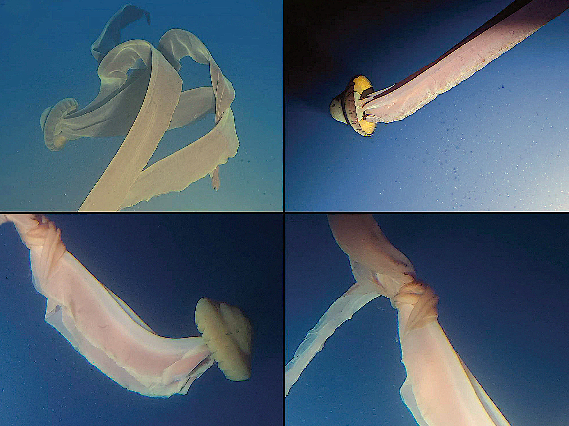 image: four photos of a S. gigantea (30 ft. jellyfish).