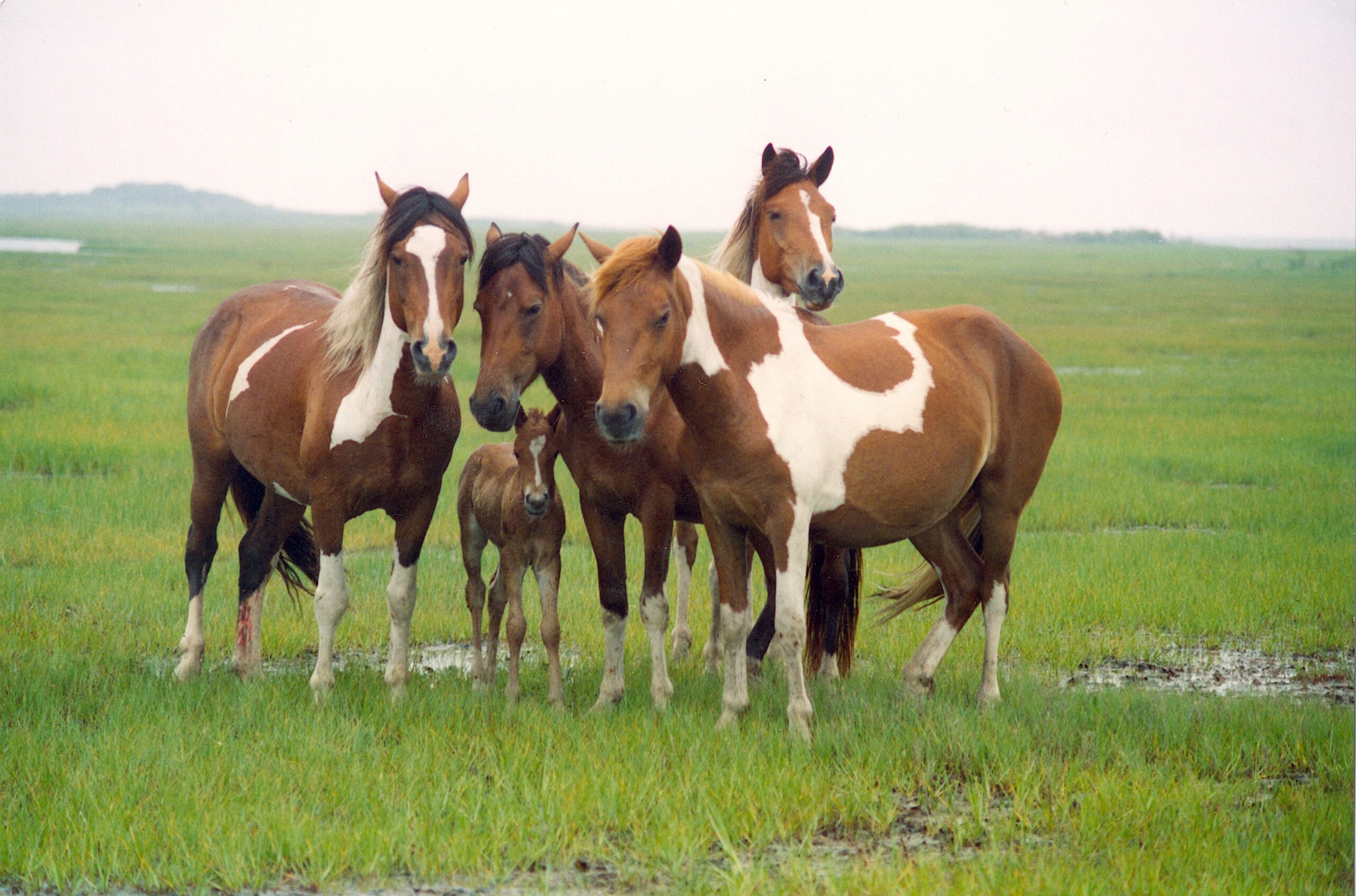 image: 5 horses stand in a saltmarsh.