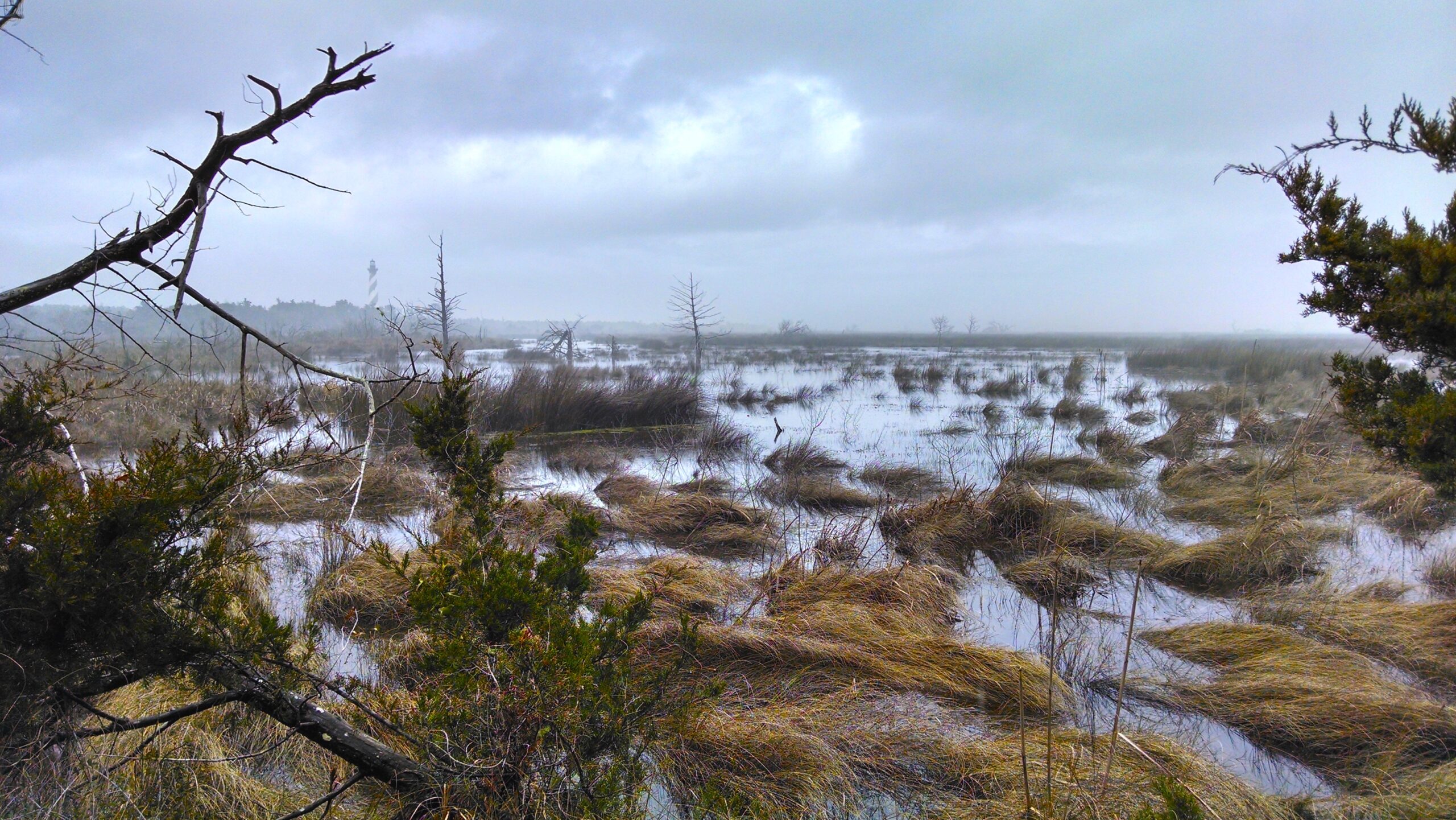 image: marsh near Hatteras Lighthouse.