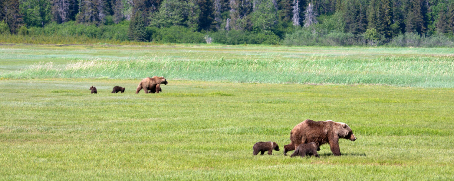 image: Coastal brown bear sows and their cubs graze the salt marsh in Chinitna Bay, Alaska.