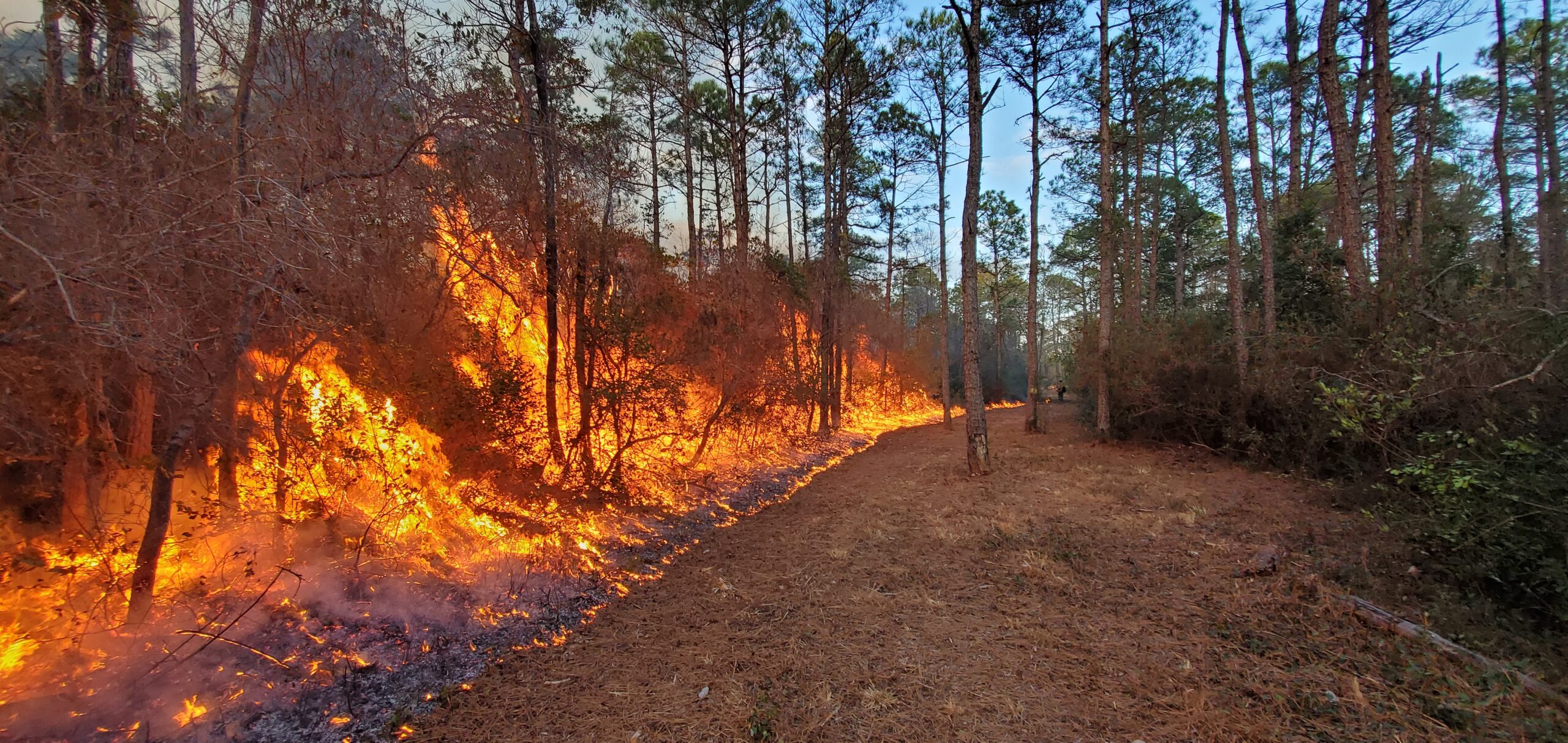 A fire burns on one side of the fire line and the other side remains unburned.
