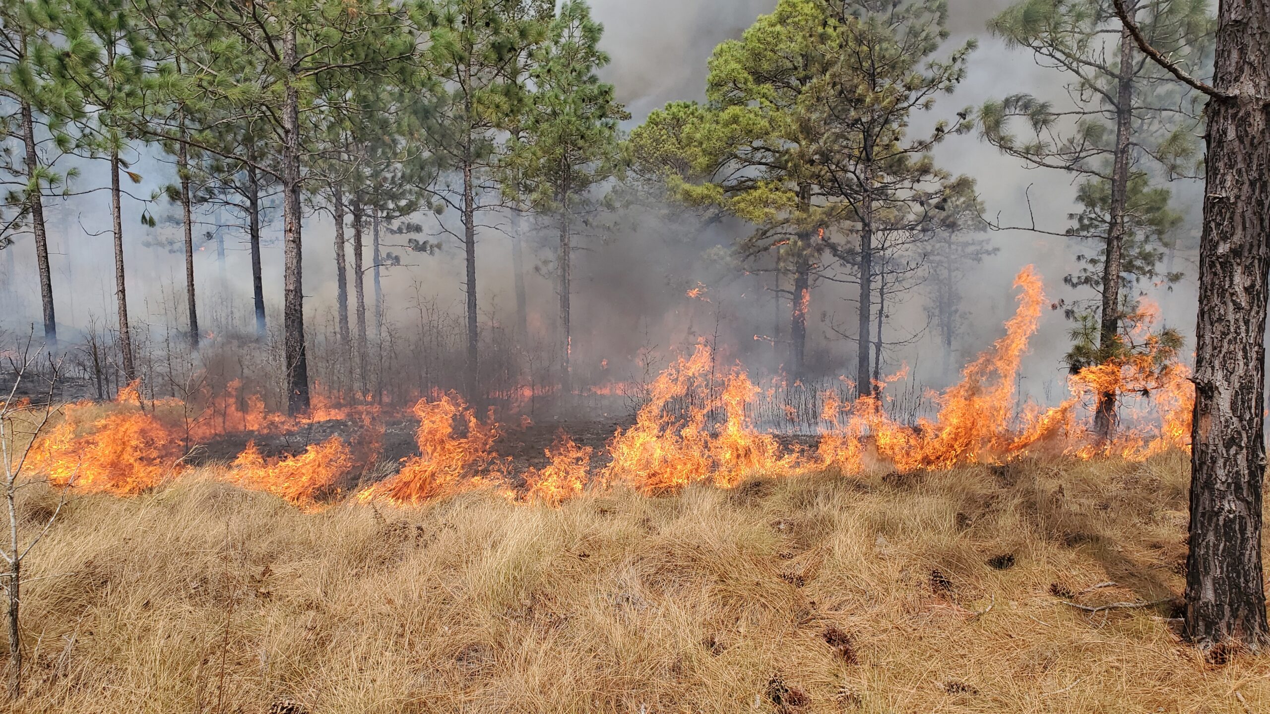 Fire burns the grass under longleaf pine trees.