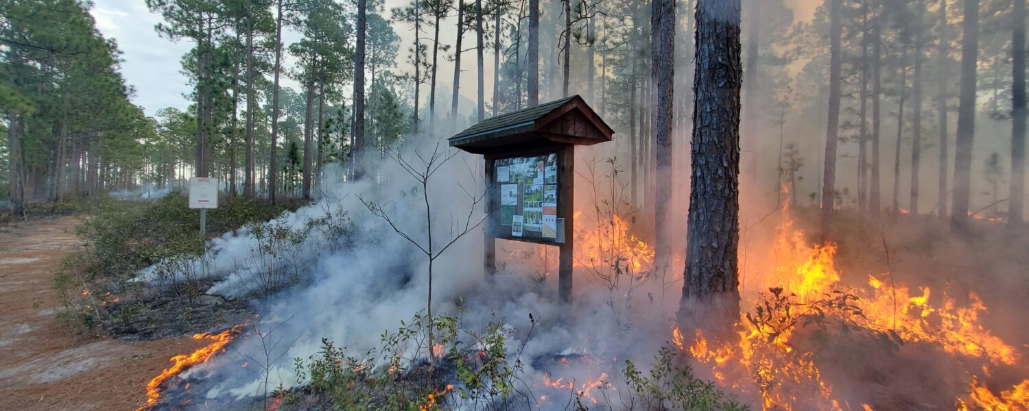 Flames from a prescribed burn surround the Green Swamp Preserve entrance sign.