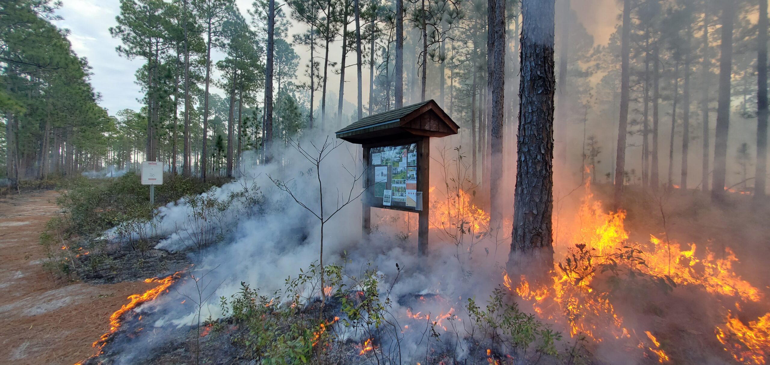 Flames from a prescribed burn surround the Green Swamp Preserve entrance sign.
