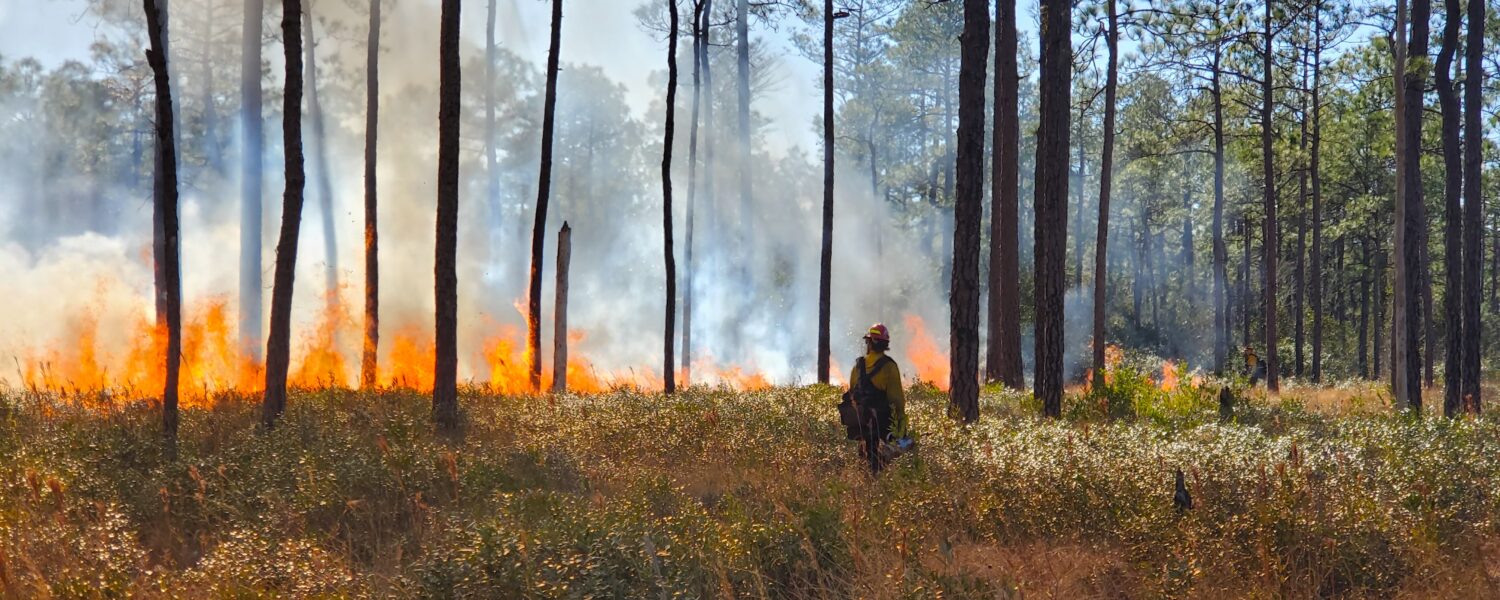 A firefighter watches the flames of a prescribed burn.