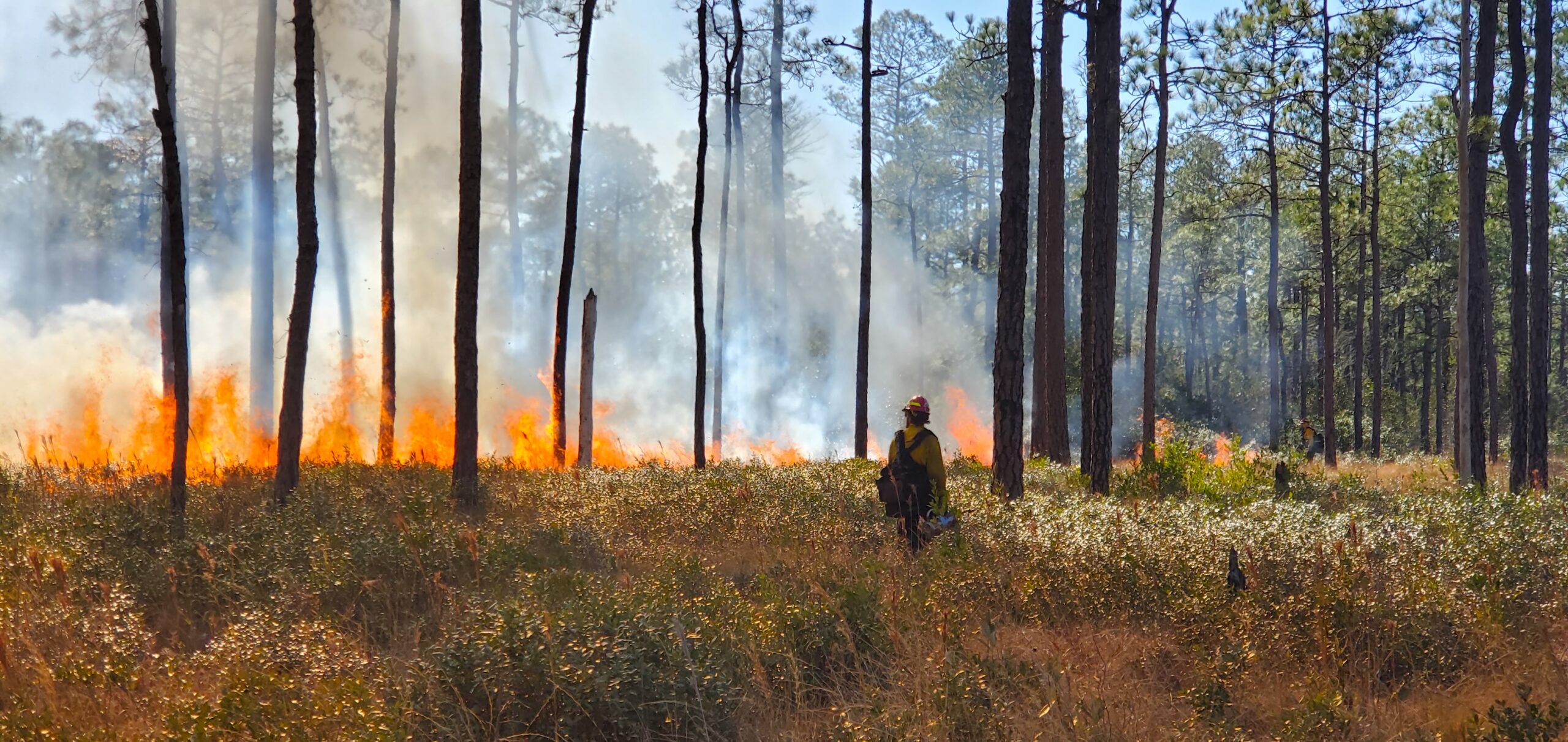 A firefighter watches the flames of a prescribed burn.