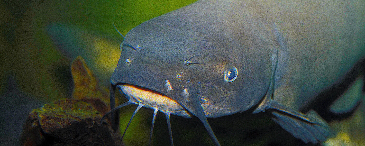 image: channel catfish faces the camera.