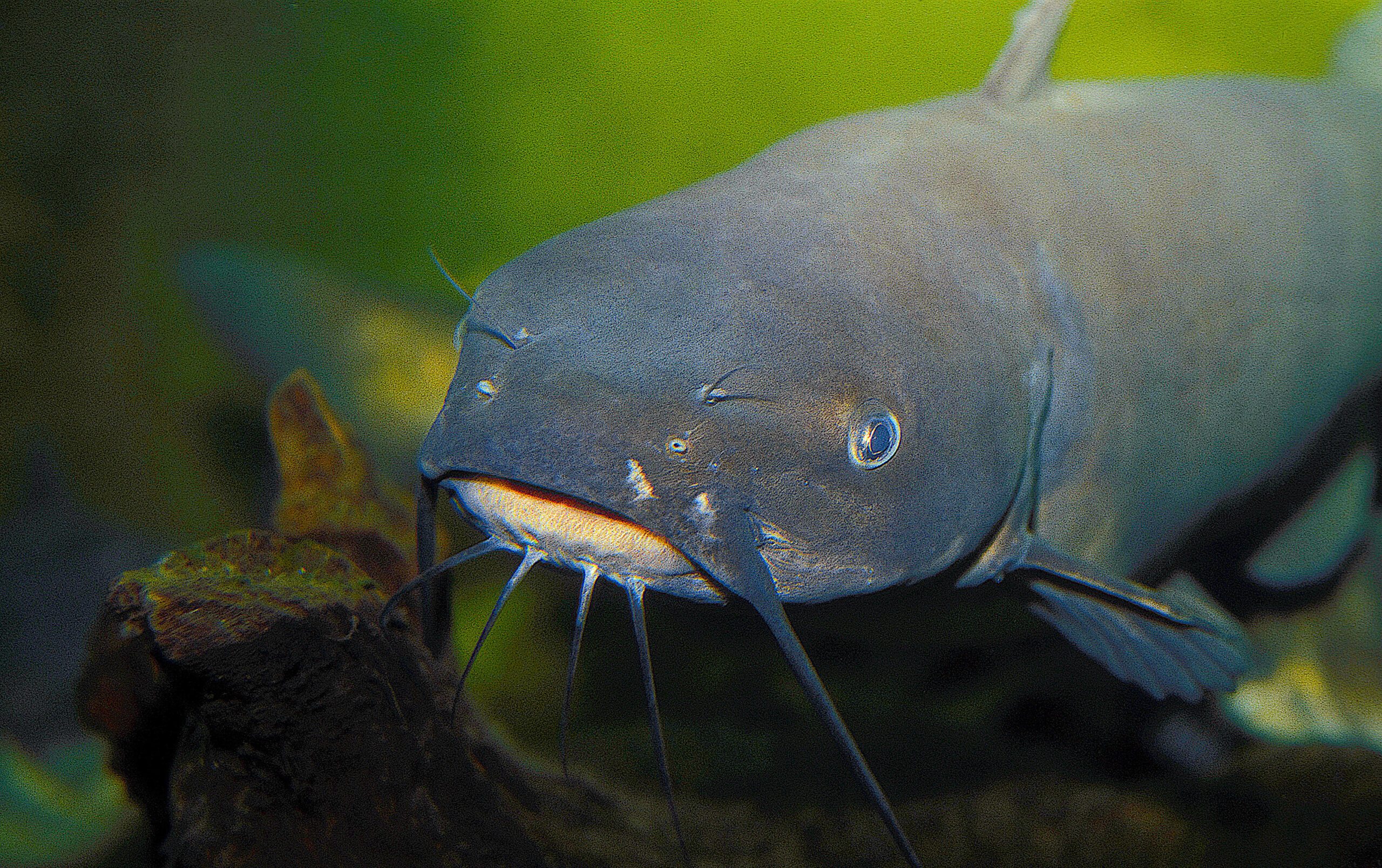 image: channel catfish faces the camera.
