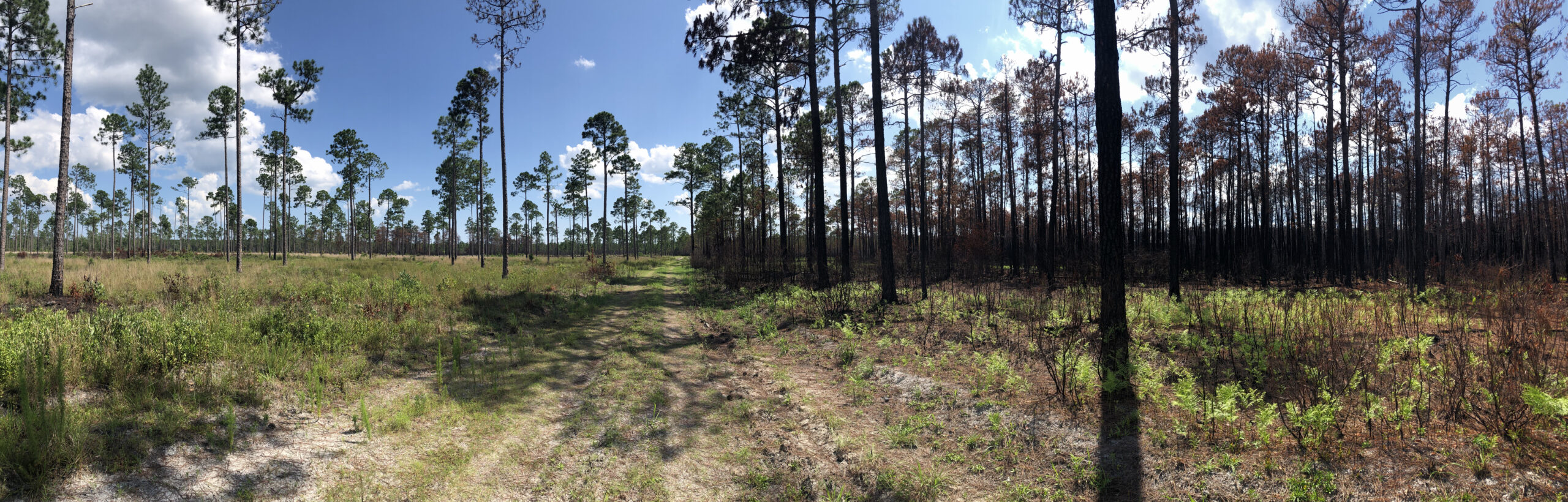 A longleaf pine forest where the right is recently burned and the left is green.