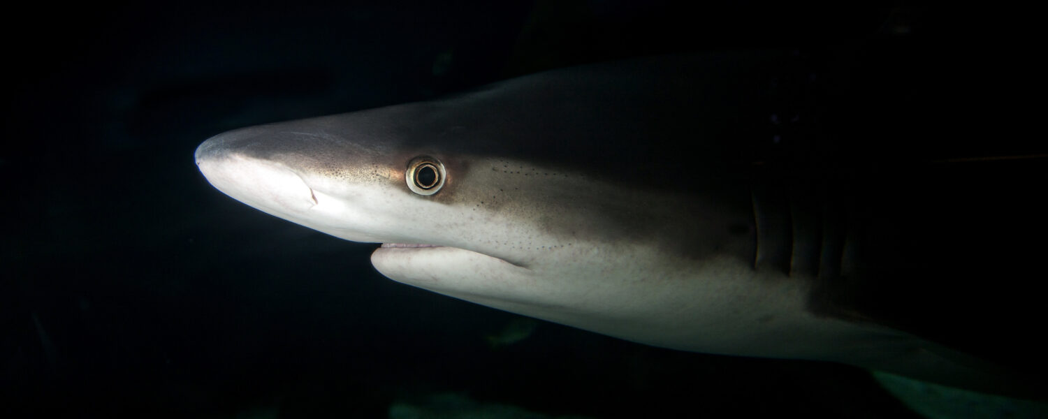 image: sandbar shark.