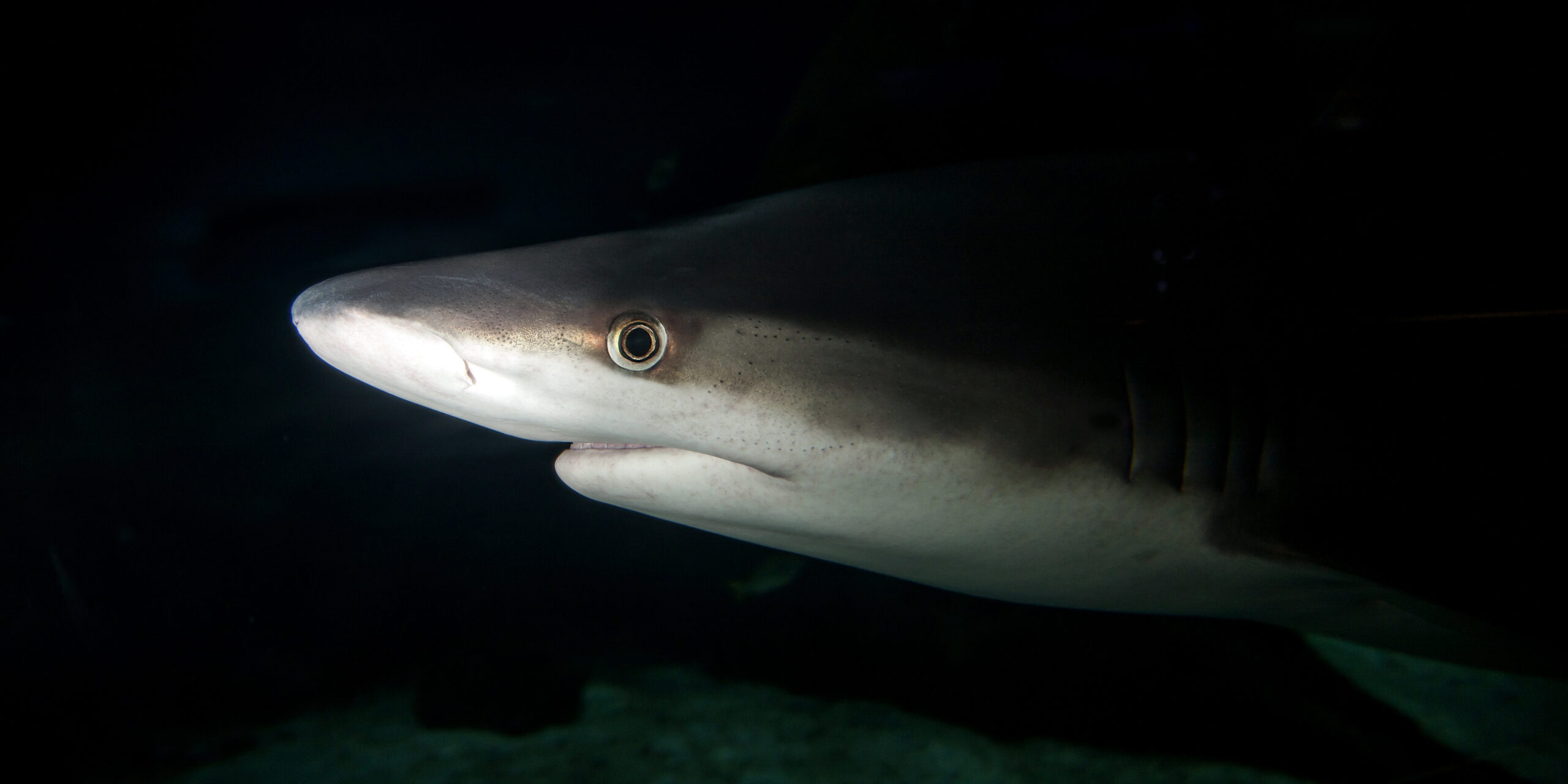 image: sandbar shark.