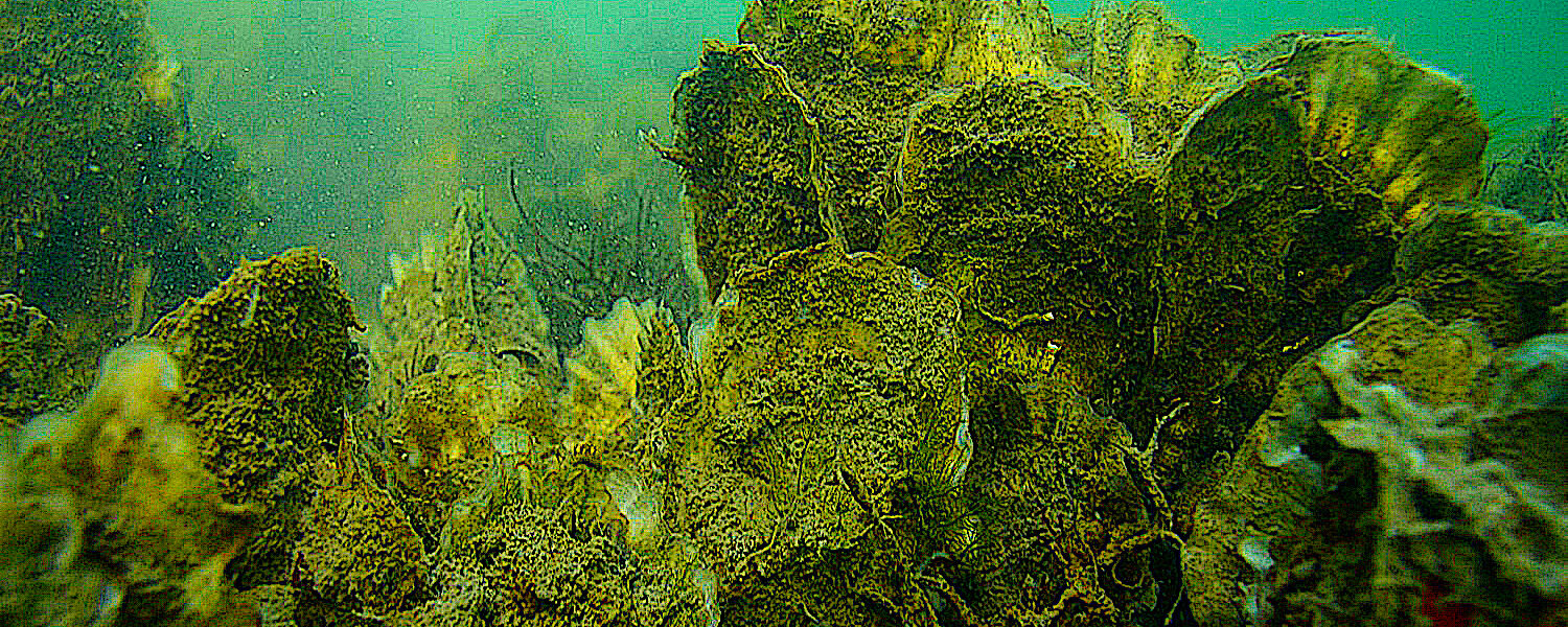 Underwater oyster reef.