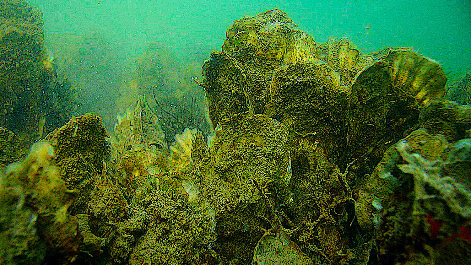 Underwater oyster reef.