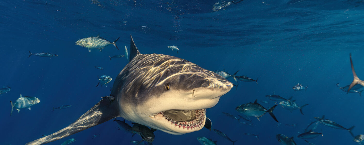 Bull shark with open mouth in blue water below the surface.