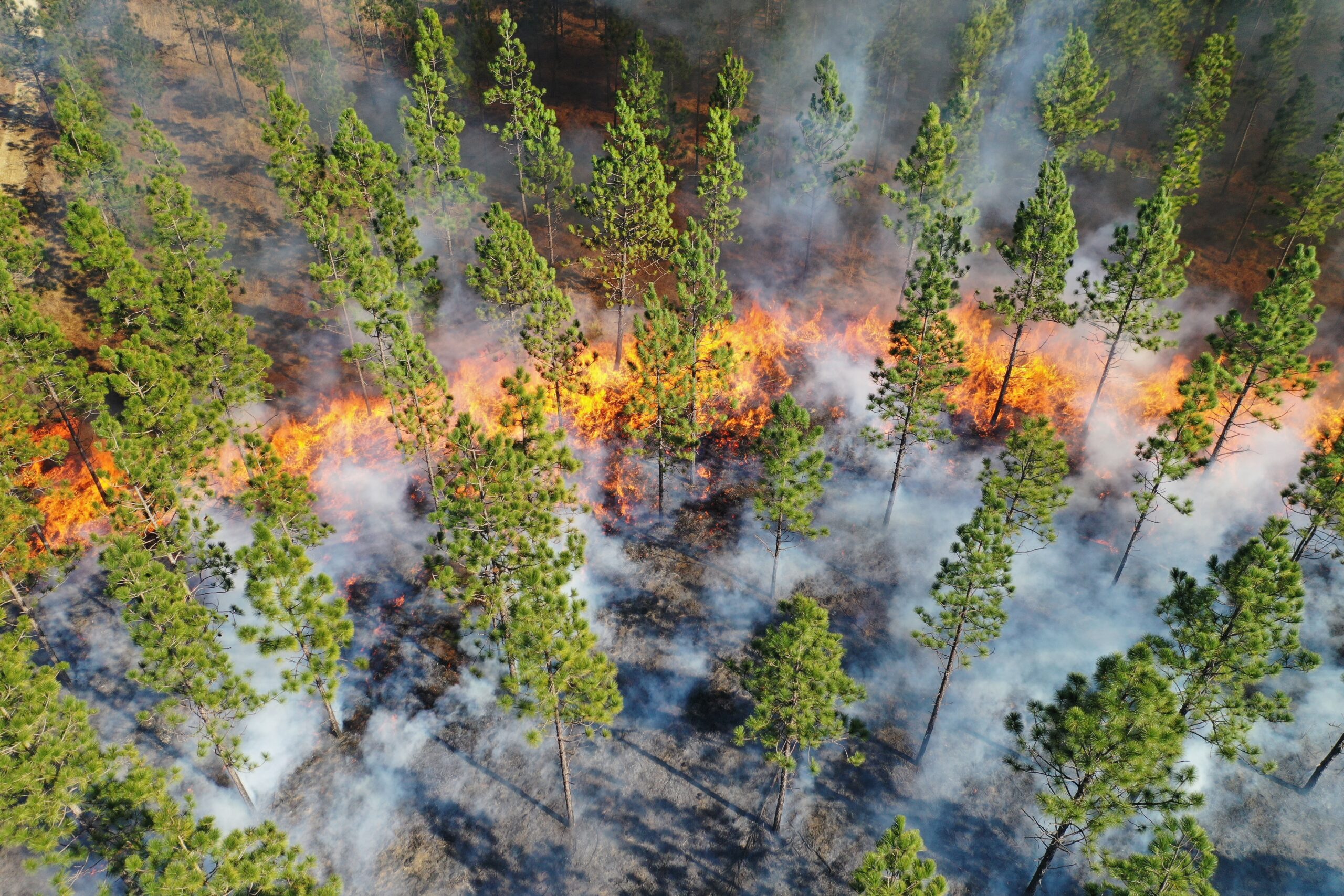 image: An aerial view of a prescribed burn under longleaf pine trees.