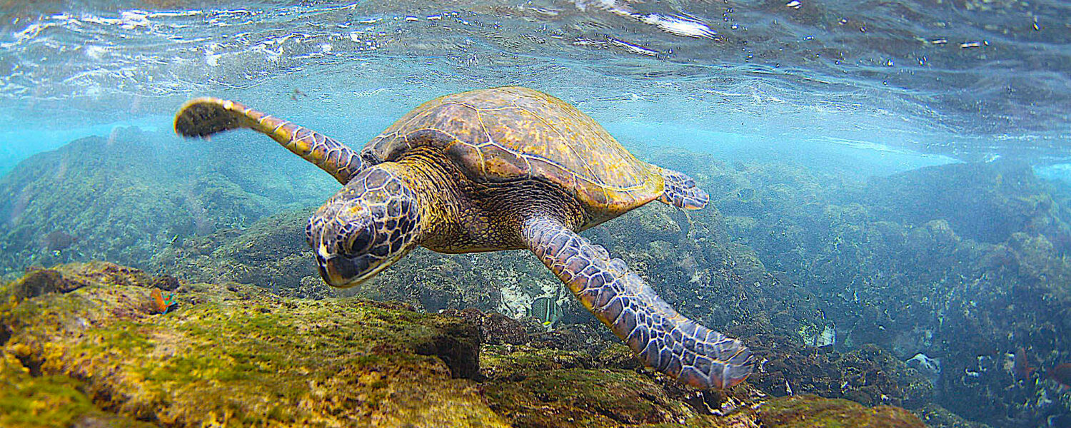 image: Green sea turtle. Credit: Ali Bayless / NOAA Fisheries.