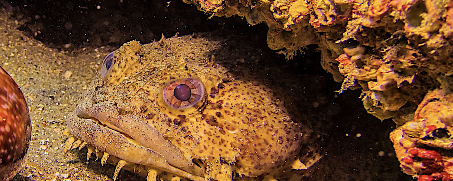 image: oyster toadfish. Credit: Allison Scott/NOAA.