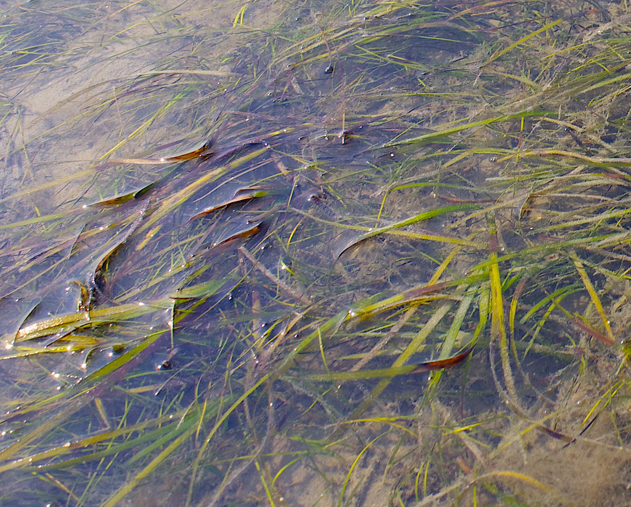image: seagrass in water.