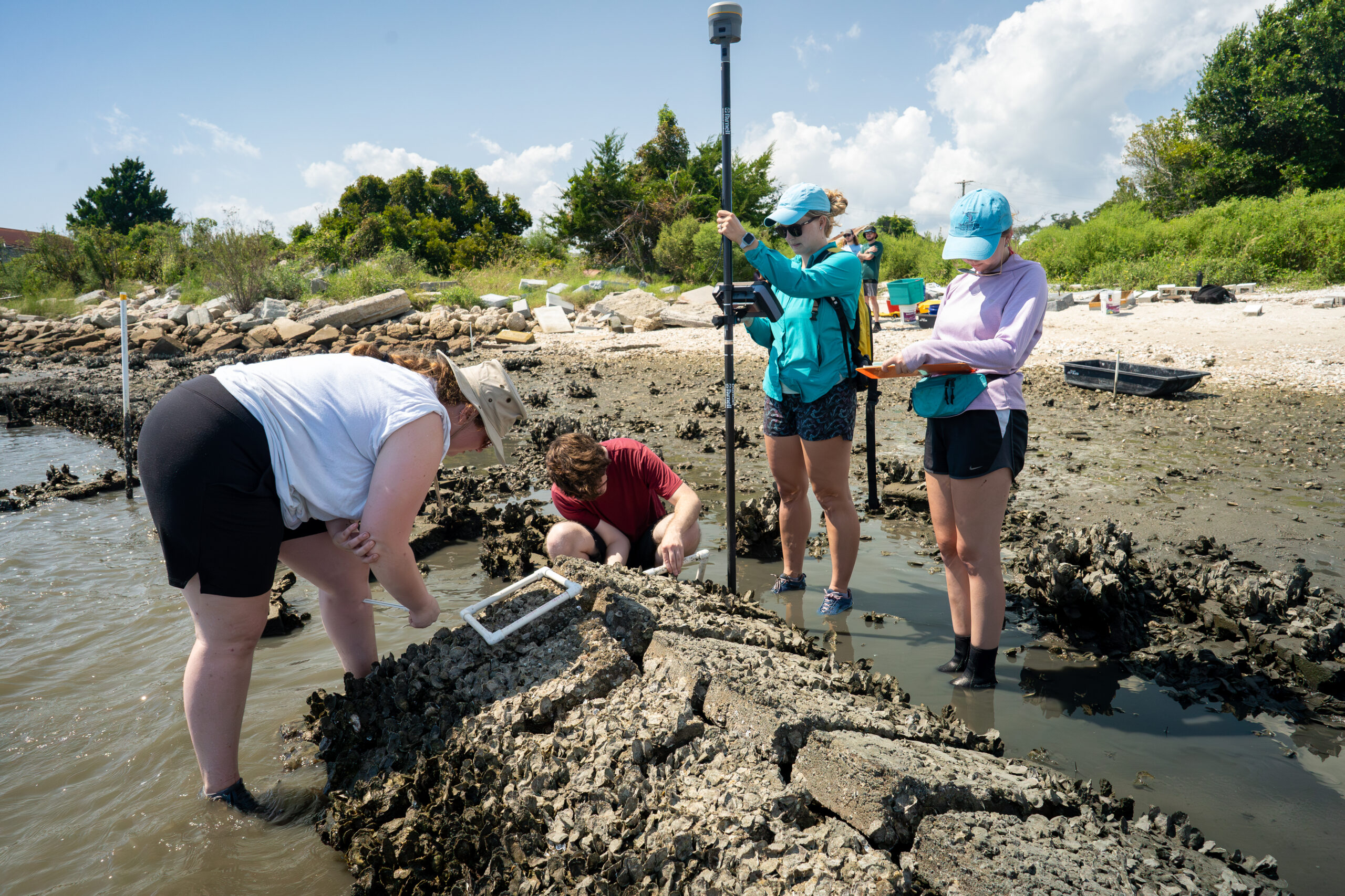 Rachel Gittman and a group of students standing in shallow water measuring oyster growth on an artificial structure near shore