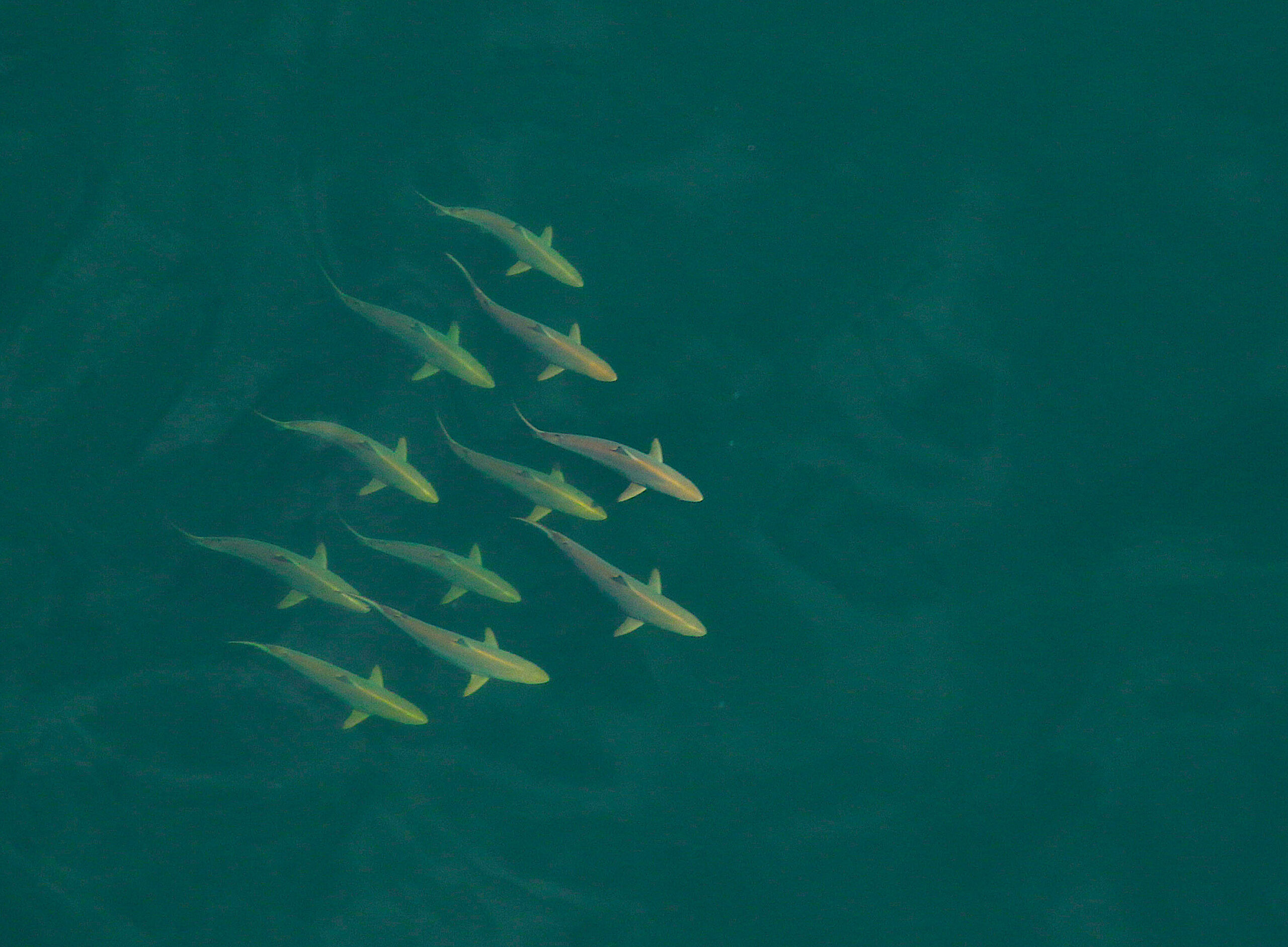 image: spinner sharks.