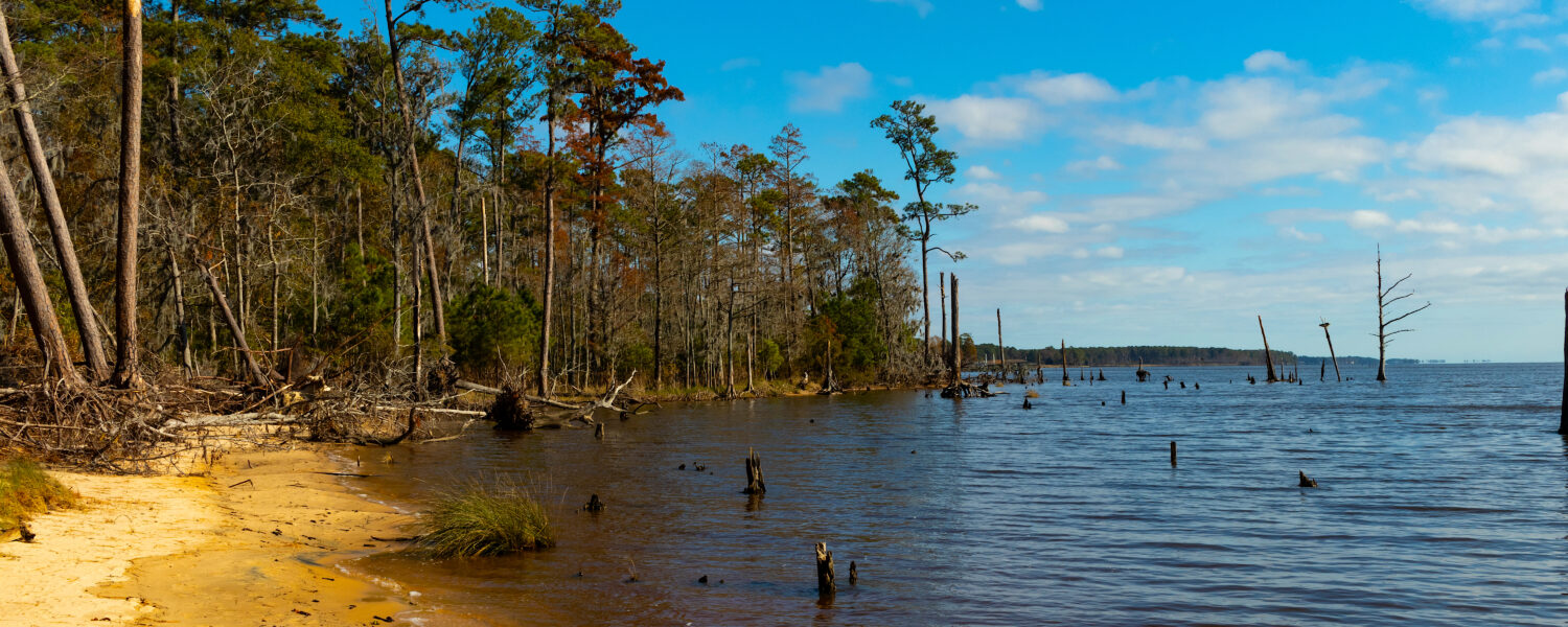 image: Pamlico River, water's edge.
