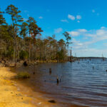 image: Pamlico River, water's edge.