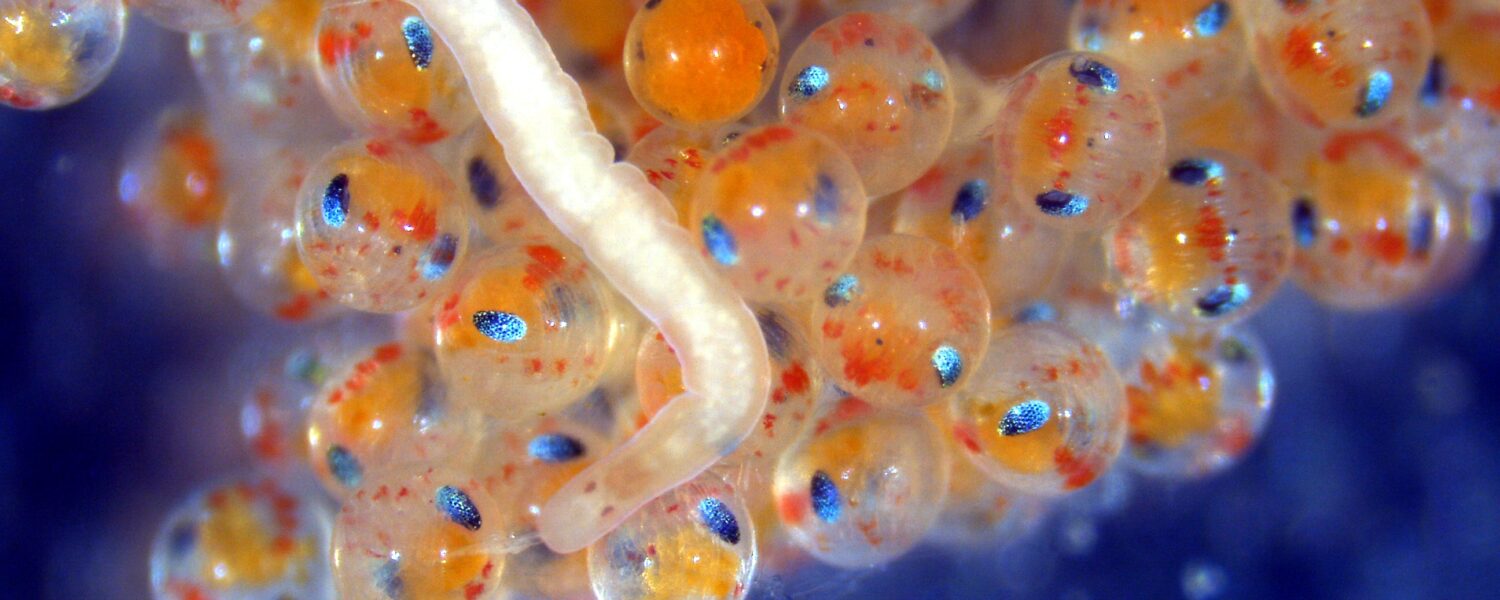 image: parasitic worm and lobster eggs.