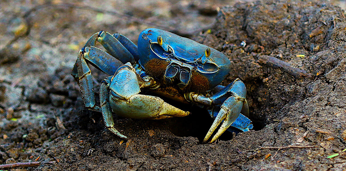 image: blue land crab emerging from hole.