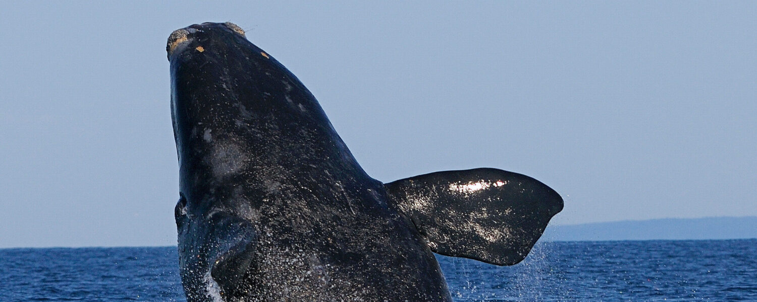 image: right whale.