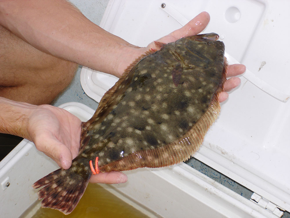 Flounder Regulations Got You Floundering? Coastwatch
