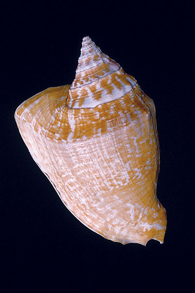 What’s In a Name? Conch vs. Whelk - Coastwatch CurrentsCoastwatch Currents