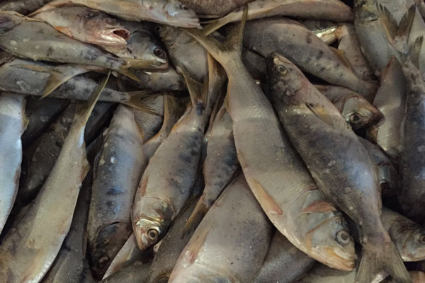 ASMFC Successfully Rebuilding Menhaden - Marine Fish Conservation Network