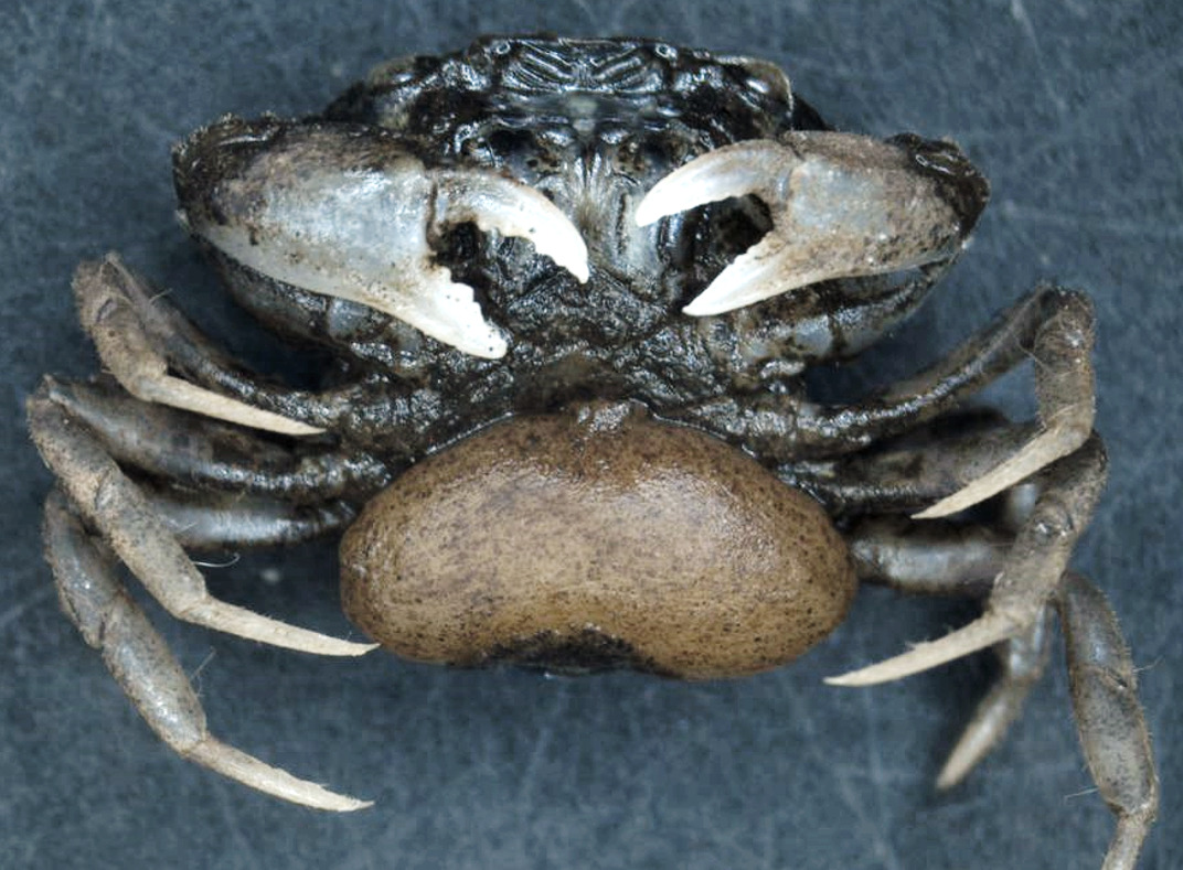 An image of the underside of an infected crab.