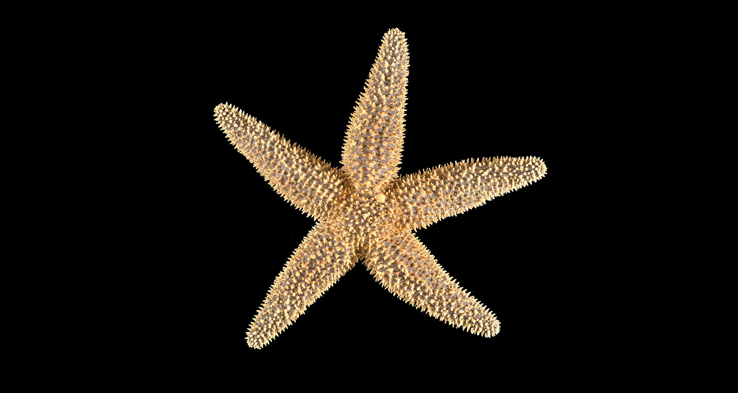 You Say Starfish, I Say Sea Star - Coastwatch CurrentsCoastwatch Currents