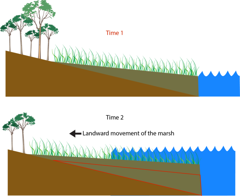 Migrating marshes reveal sea level rise and human activity coastwatch
