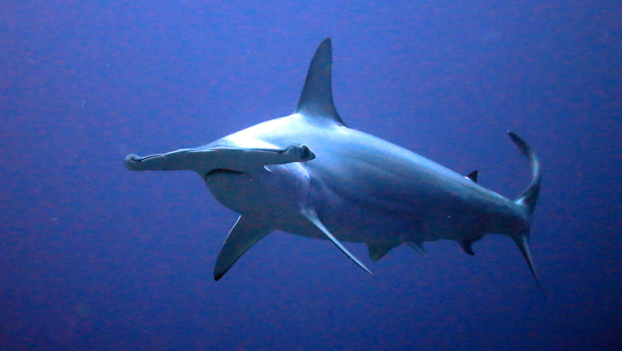 Shark attacks are more common in the Atlantic Ocean