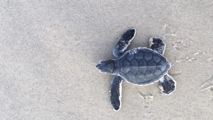 green sea turtle on beach