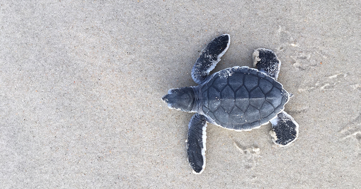 Sea Turtles Nest on NC Beaches in Record Numbers - Coastwatch ...