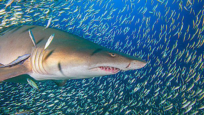 Sand tiger sharks often gather around shipwrecks and other underwater structures. Photo courtesy of John McCord, Coastal Studies Institute.