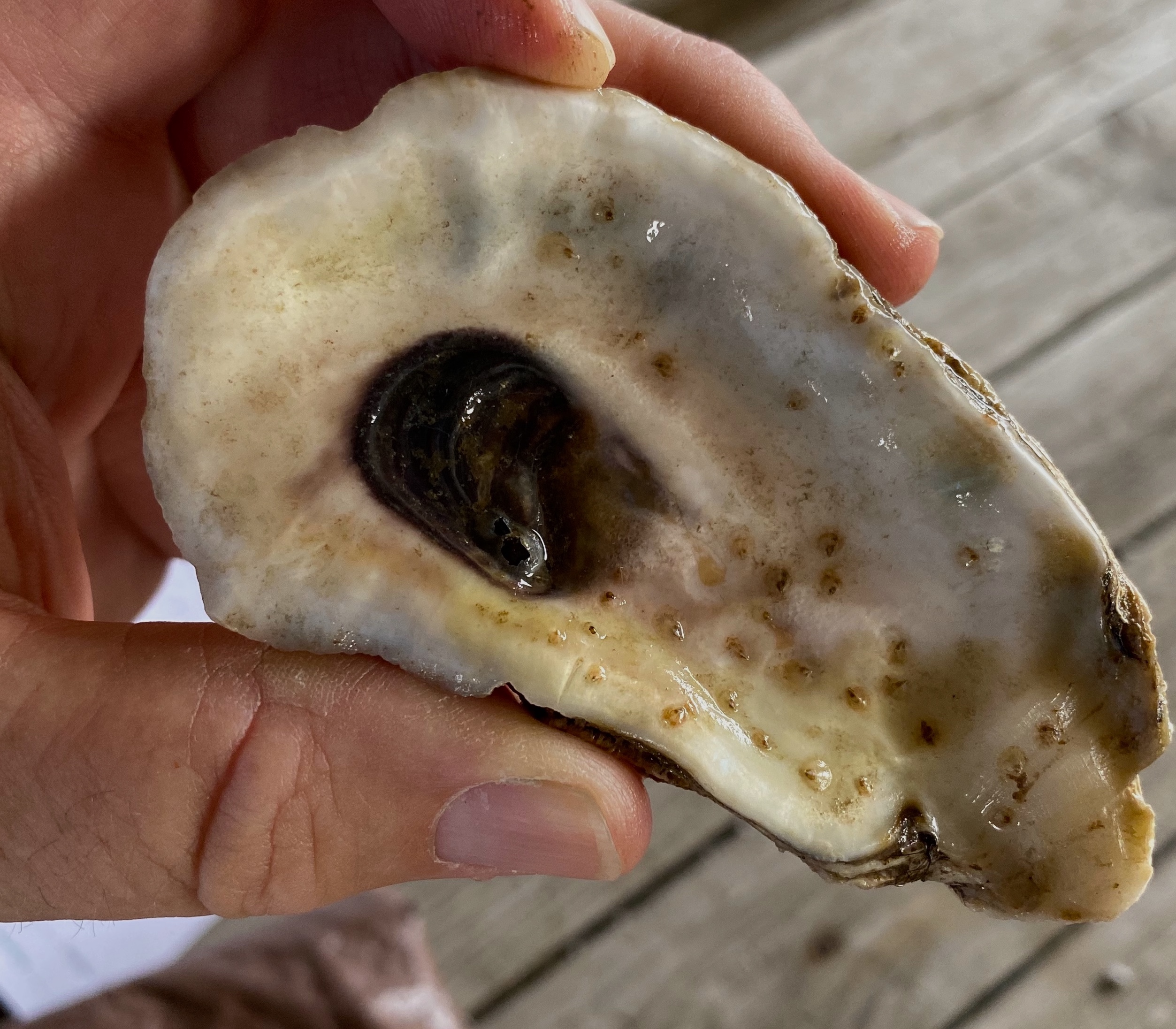 Small brown ovals are juvenile oysters that have set on an old oyster shell. All photos courtesy of John Lambeth (NCFBF).