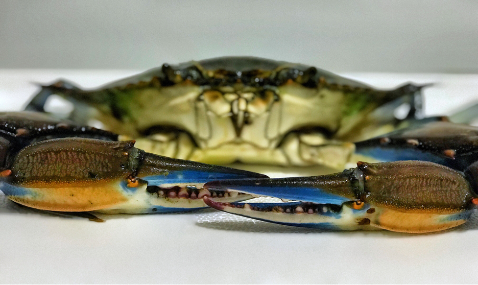 Male Adult Blue Crab Photo by Erin Voigt