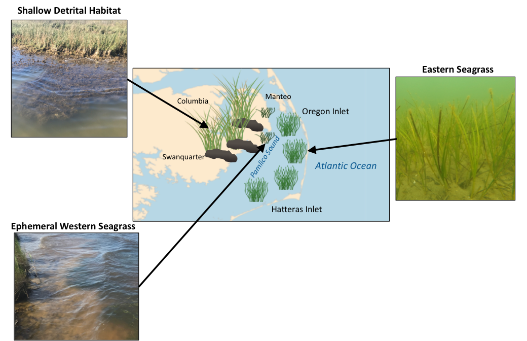 The locations of juvenile blue crab habitats Photo by Erin Voigt