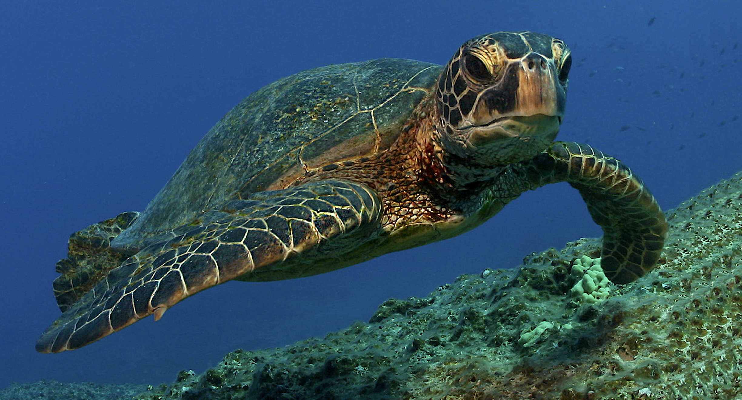 К какой группе относятся морские черепахи. Черепаха Каретта (логгерхед). Морская черепаха. Австралийская зелёная черепаха. Морские черепахи Тихого океана.