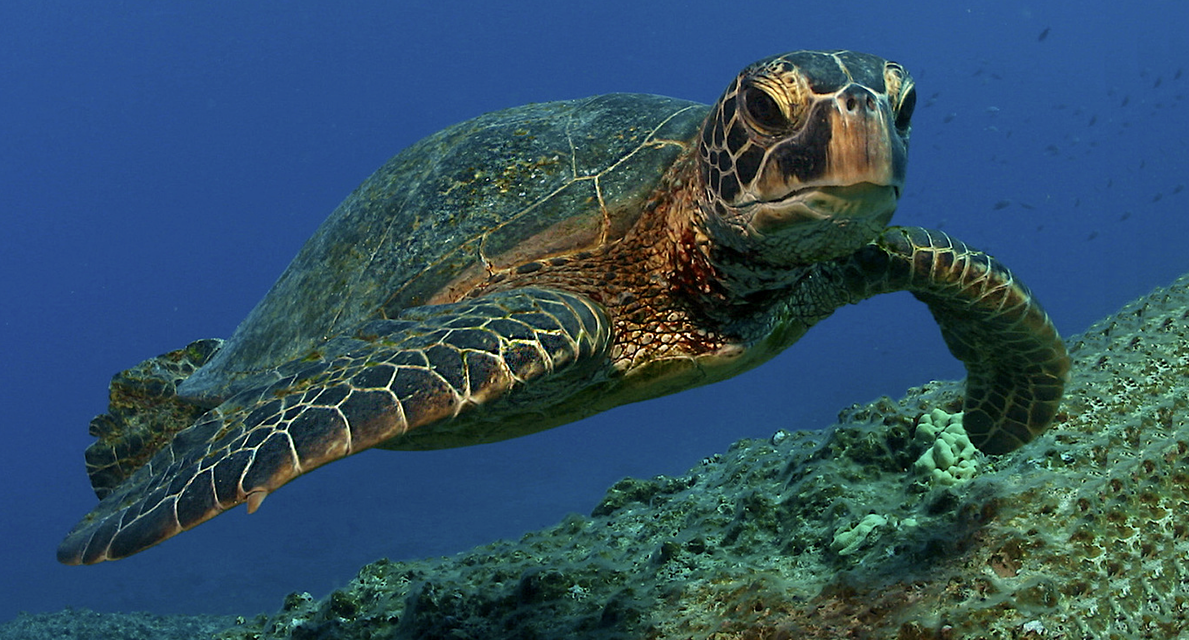 Tortuga. Австралийская зелёная черепаха. Зеленая черепаха Багамы. Морская черепаха. Кубинская морская черепаха.